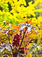 Image showing red plant in autumn