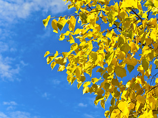 Image showing autumn branch