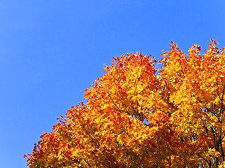 Image showing Orange maple