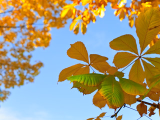 Image showing chestnut leaves