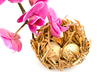 Image showing bird nest and orchid