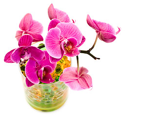 Image showing pink orchid