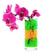 Image showing orchid in glass with hydrogel