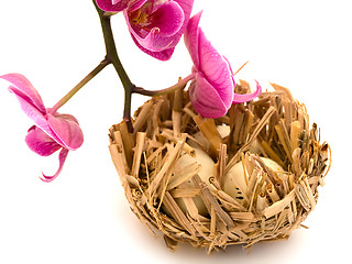 Image showing bird nest and orchid