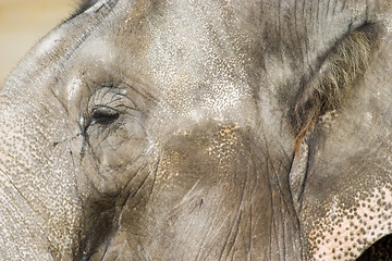 Image showing Elephant