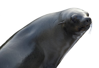 Image showing Sea lion on white background