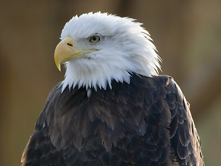 Image showing bald eagle portrait