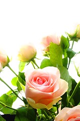 Image showing rose flower