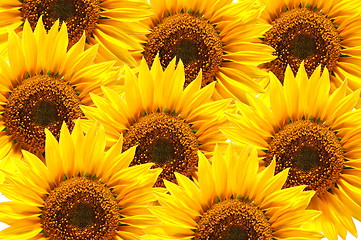 Image showing sunflower background