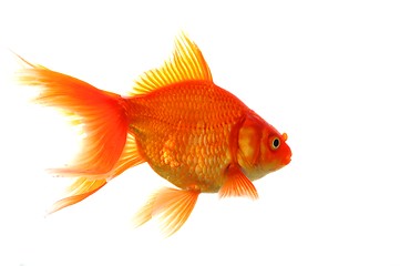 Image showing goldfish