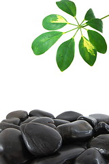 Image showing stones and leaf