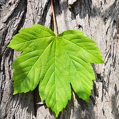 Image showing leaf