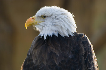 Image showing american bald eagle