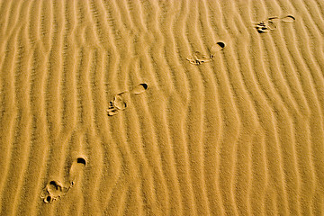 Image showing footprints on dune