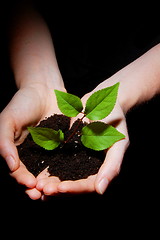 Image showing hands soil and plant showing growth