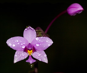 Image showing dendrobium