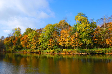 Image showing autumnal forest un der blue sky