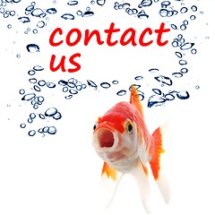 Image showing contact us