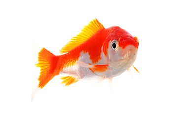 Image showing goldfish