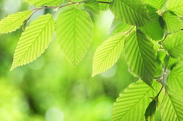 Image showing green summer leaf