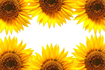 Image showing sunflower background