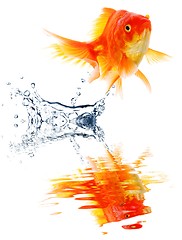 Image showing goldfish