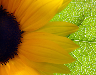 Image showing Bright Sunflower background