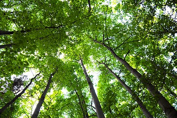 Image showing trees in the woods