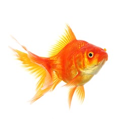 Image showing goldfish