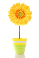 Image showing flower in pot