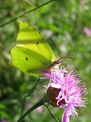 Image showing brimstone butterfly