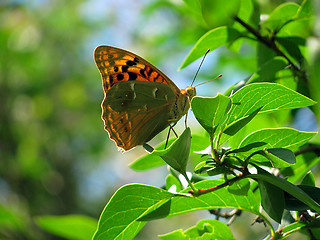 Image showing butterfly on tree