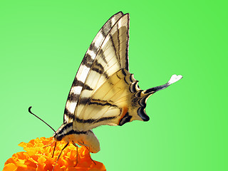 Image showing butterfly (Scarce Swallowtail)