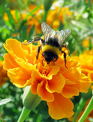 Image showing bumblebee on marigold  