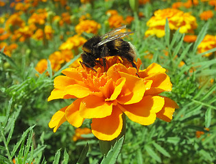 Image showing flower bed