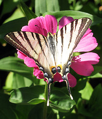 Image showing butterfly (Scarce Swallowtail)