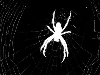 Image showing silhouette of spider