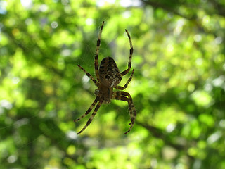 Image showing  spider on cobweb 