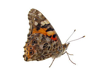 Image showing butterfly