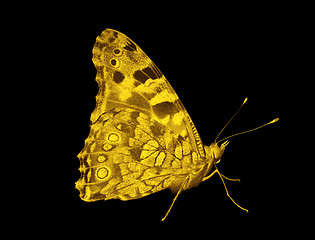 Image showing golden butterfly 