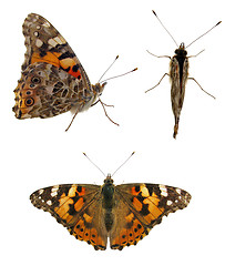 Image showing butterfly (Painted Lady)