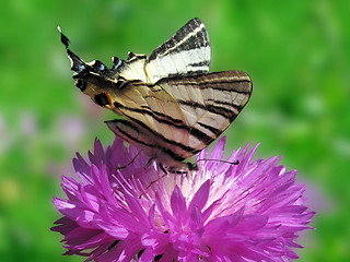 Image showing butterfly on cornflower