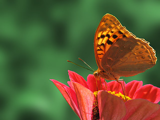 Image showing butterfly on flower