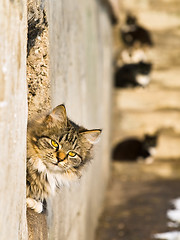 Image showing cats