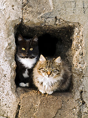 Image showing cats