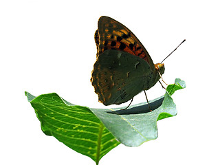 Image showing butterfly o leaf