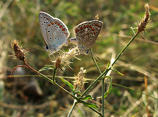 Image showing  two butterflies  