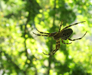 Image showing spider