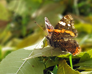 Image showing butterfly (Red Admiral)