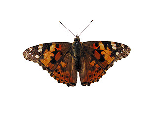 Image showing butterfly (Painted Lady) 